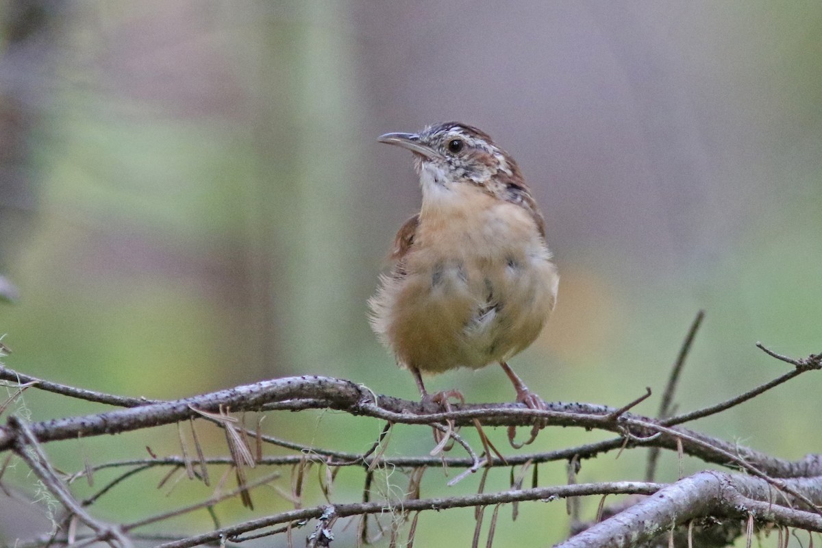 Carolina Wren - ML623849761