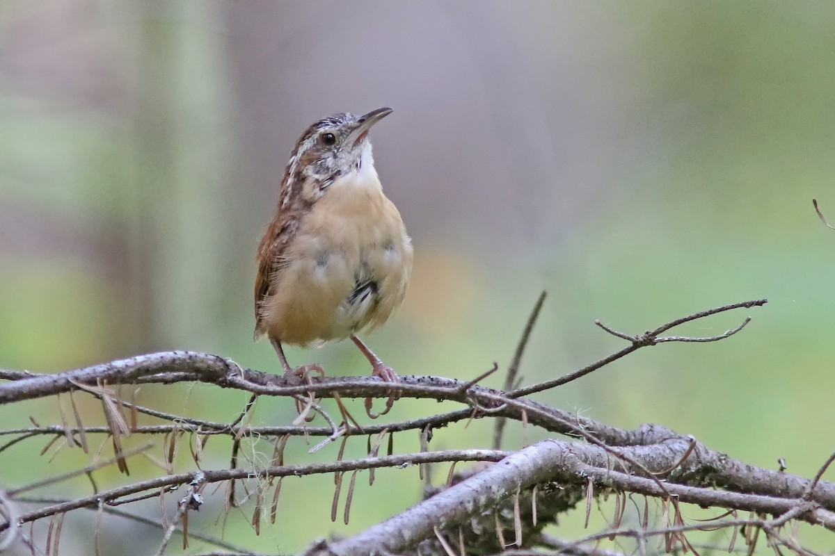 Carolina Wren - ML623849762