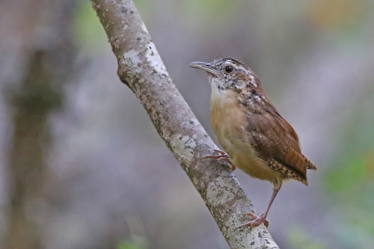 Carolina Wren - ML623849763