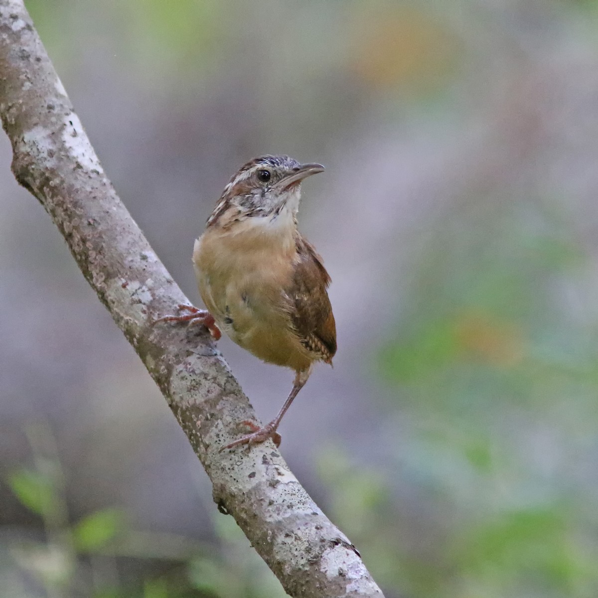 Carolina Wren - ML623849764