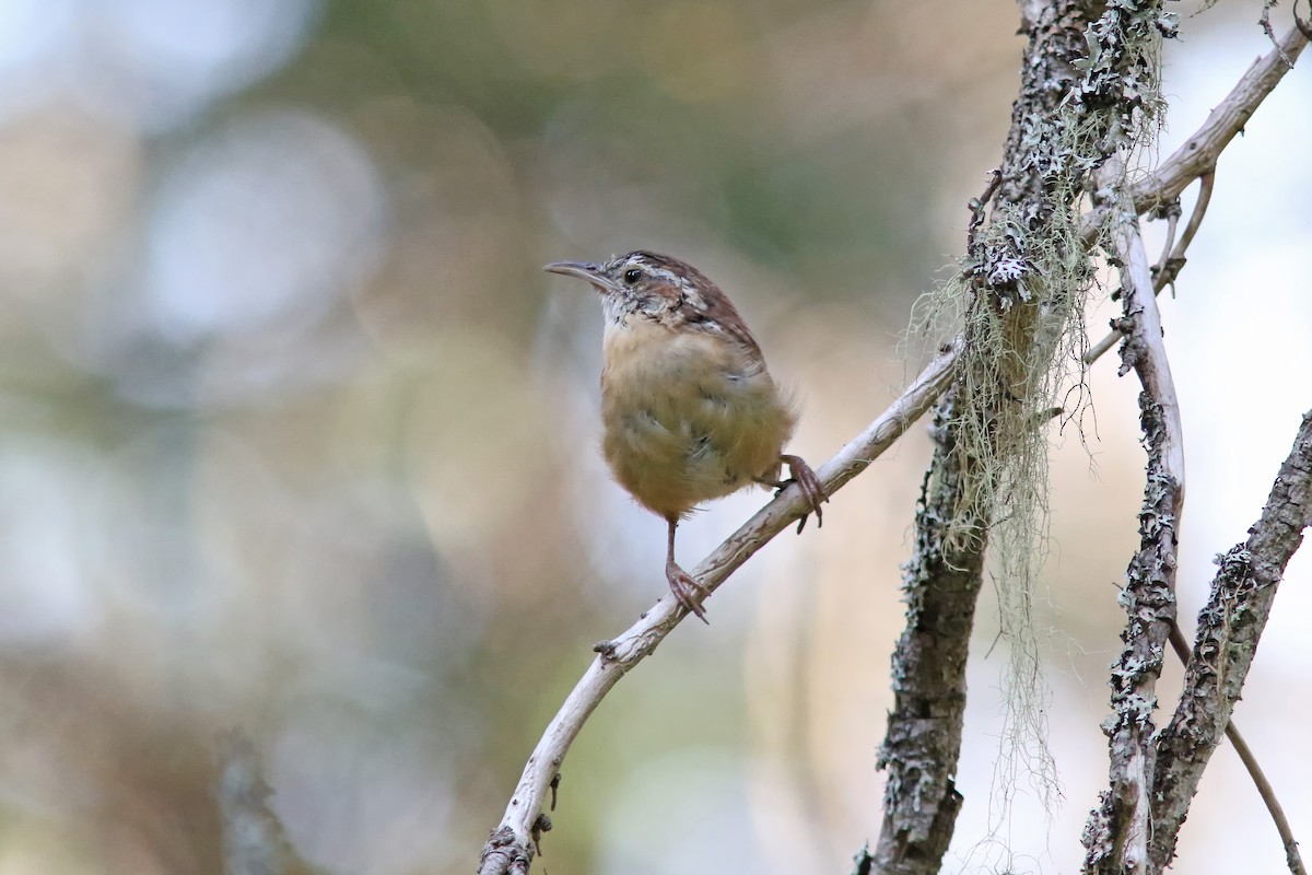 Carolina Wren - ML623849765