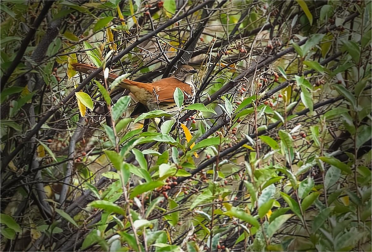 Brown Thrasher - ML623849770