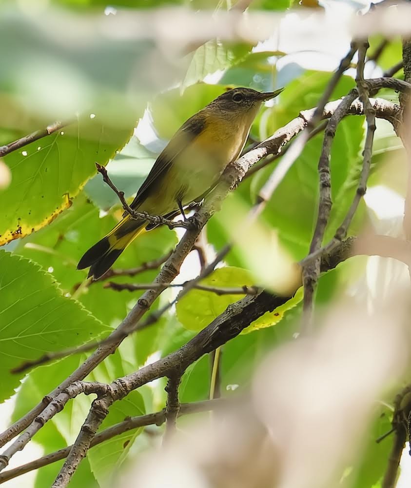 American Redstart - ML623849785