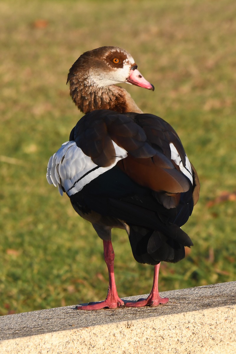 Egyptian Goose - Mário Estevens