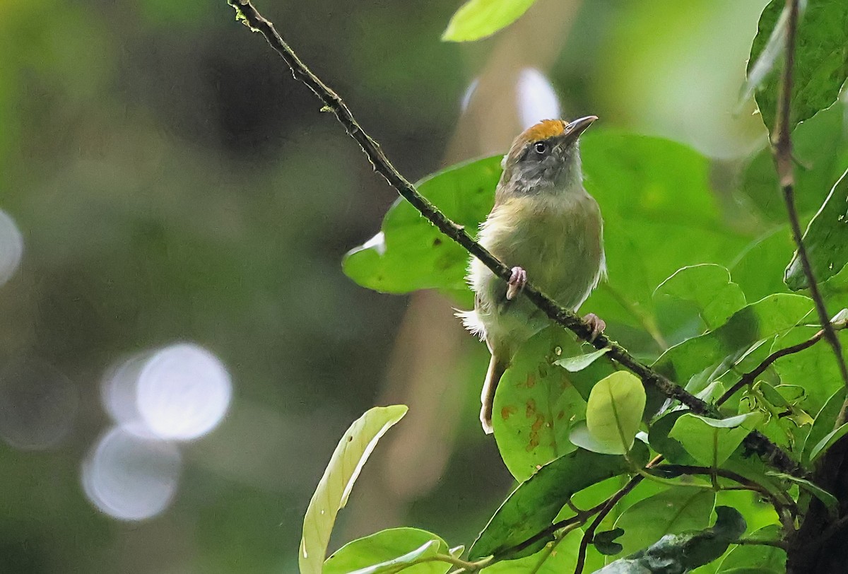 Tawny-crowned Greenlet - ML623849790