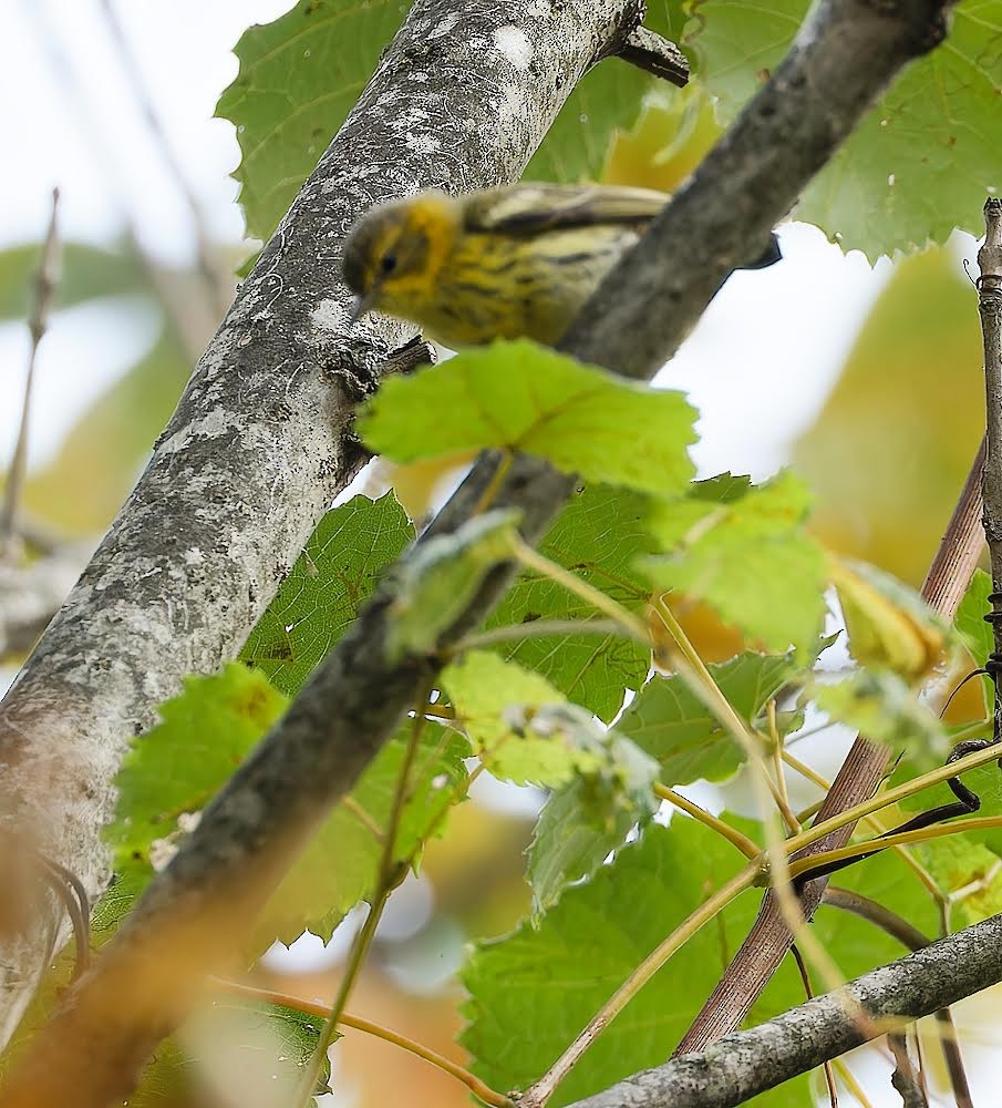 Cape May Warbler - ML623849793