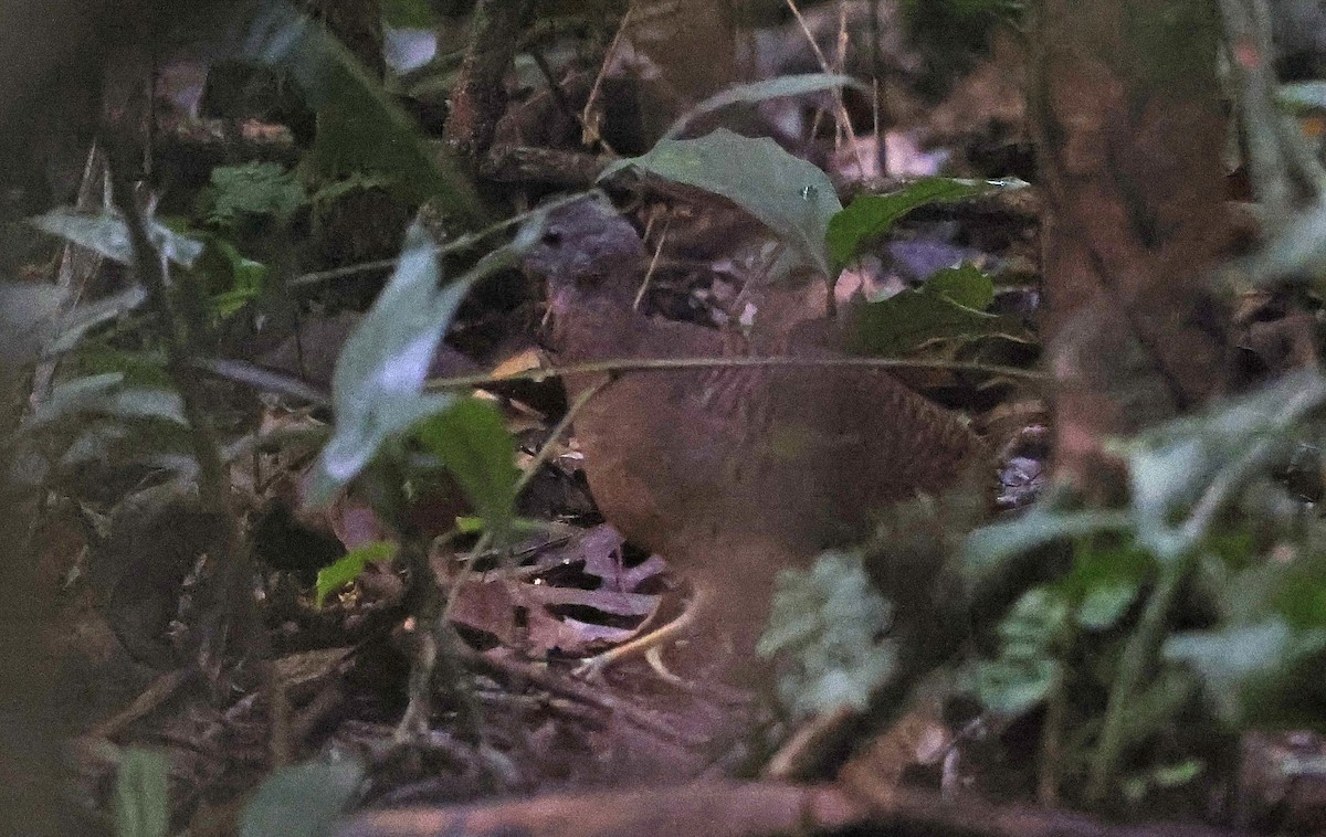 Bartlett's Tinamou - ML623849794