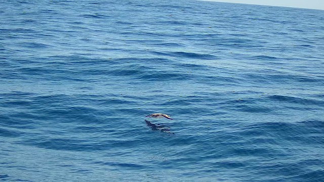 Cory's Shearwater (Scopoli's) - ML623849796