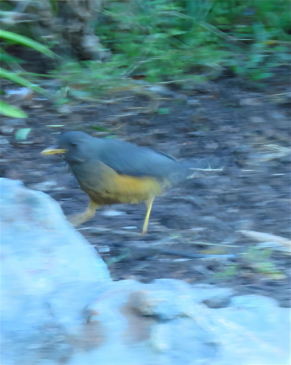 Olive Thrush - ML623849798