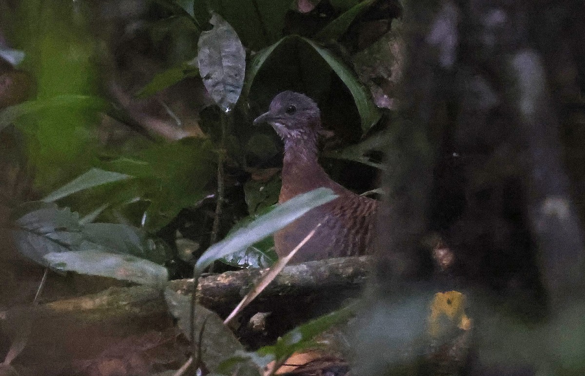 Bartlett's Tinamou - ML623849800