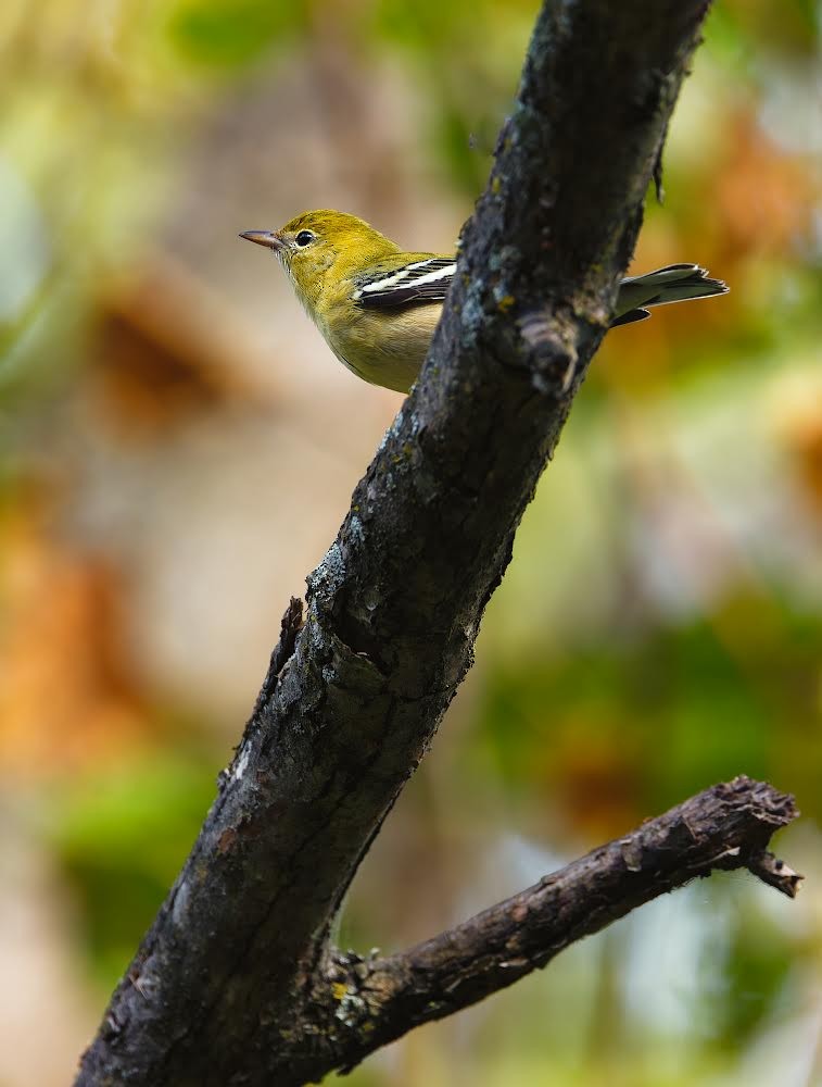 Bay-breasted Warbler - ML623849806