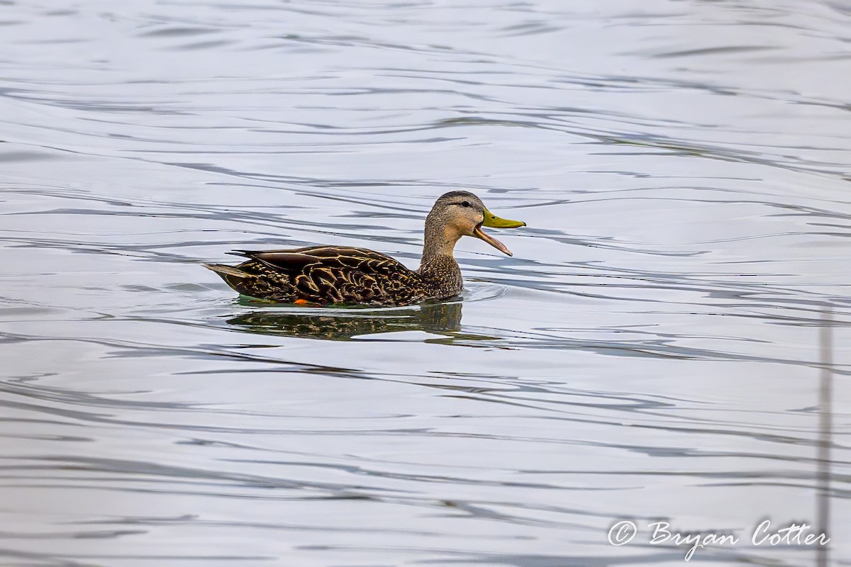 Mottled Duck - ML623849818