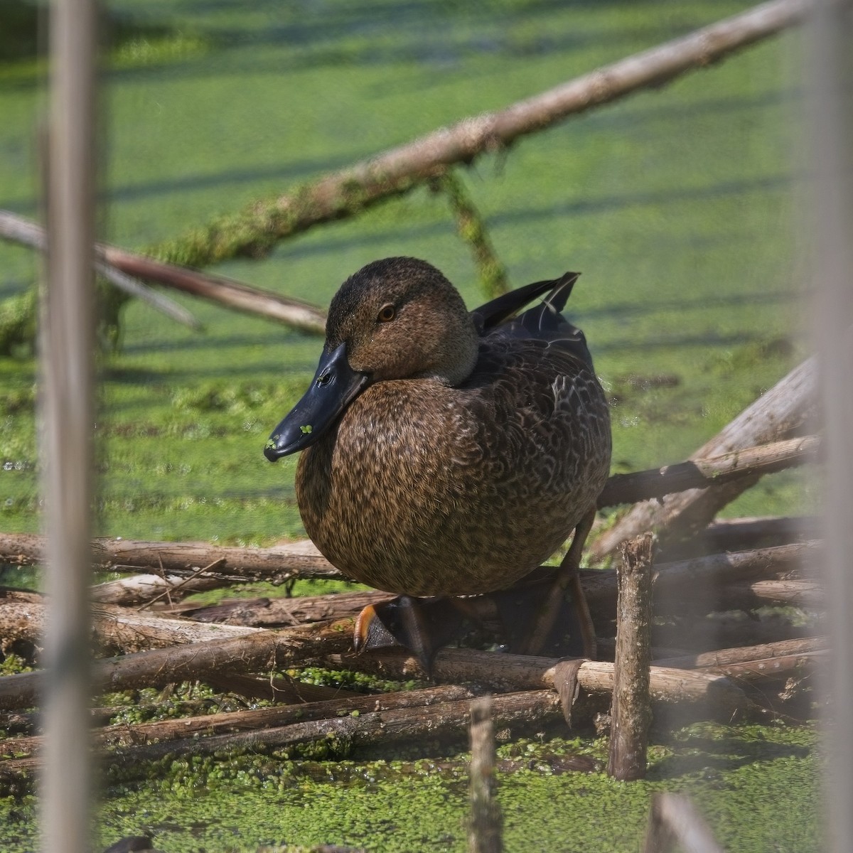 Cinnamon Teal - ML623849827