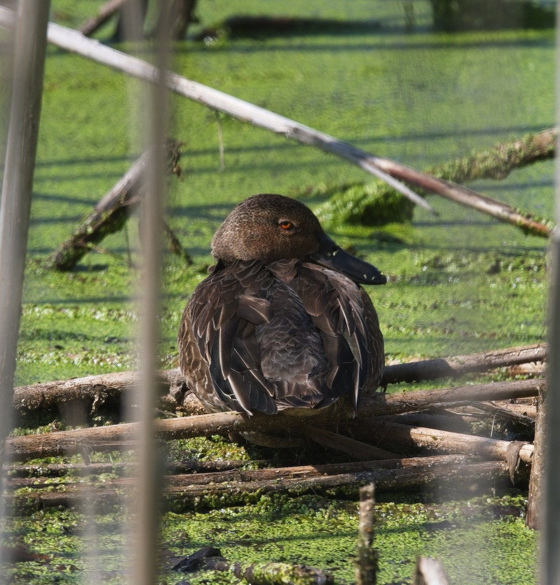 Cinnamon Teal - ML623849833