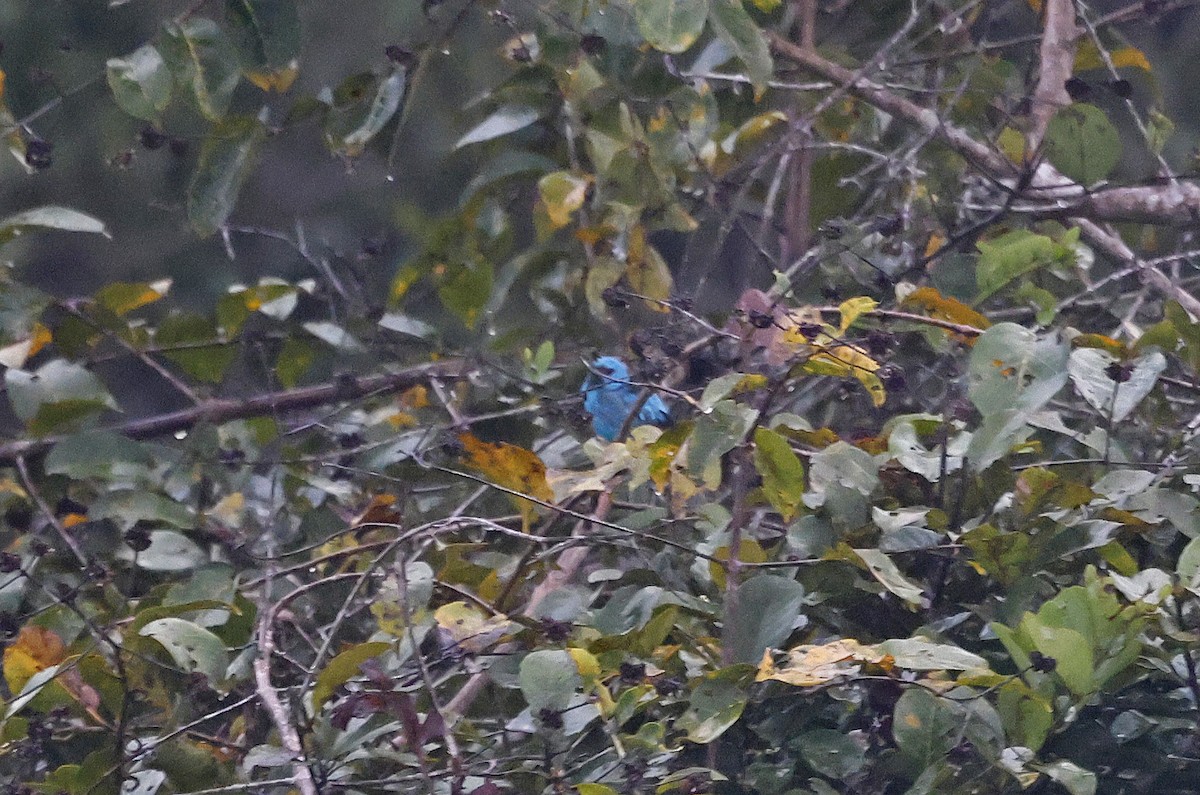 Blue Dacnis - ML623849834