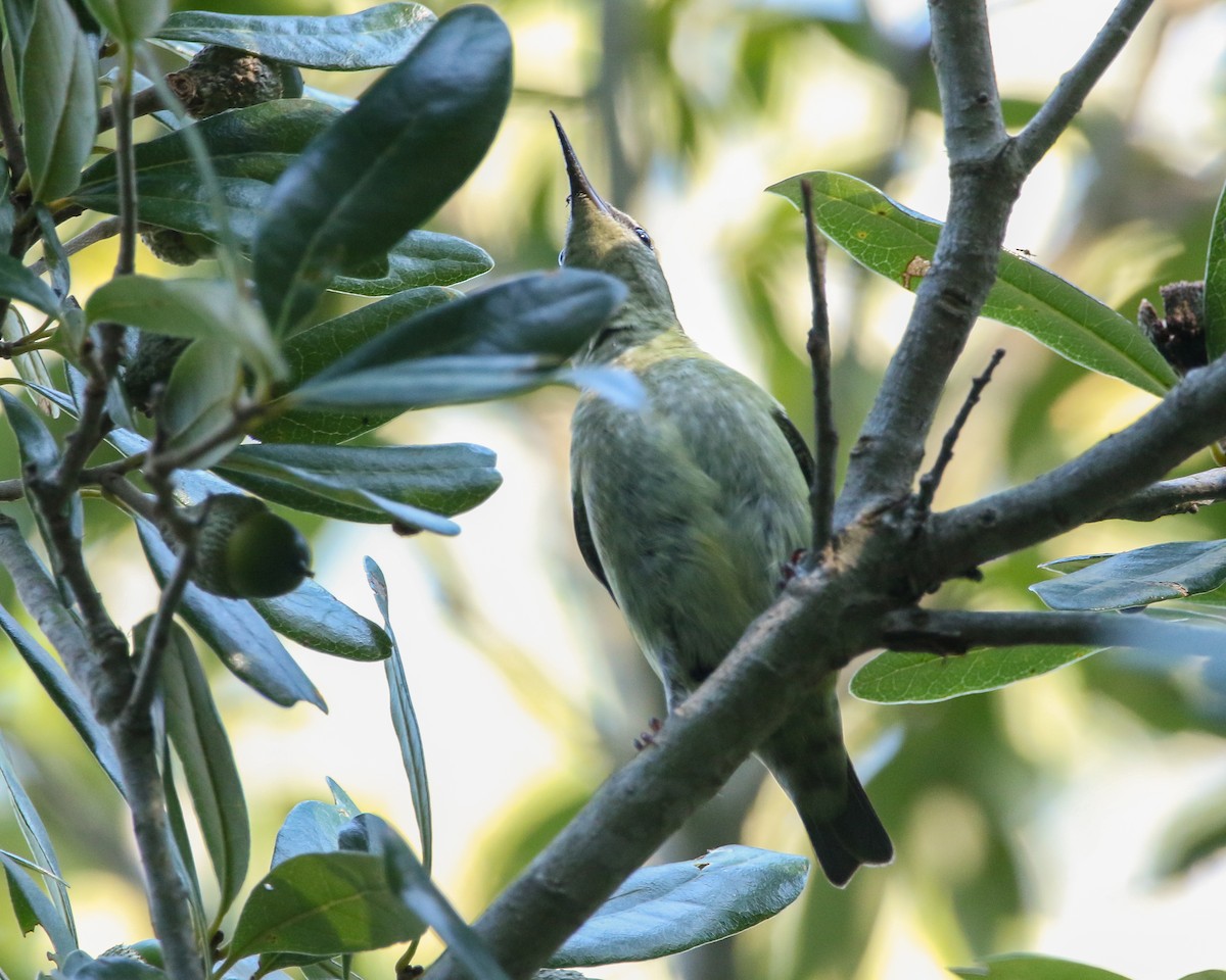 Red-legged Honeycreeper - ML623849853