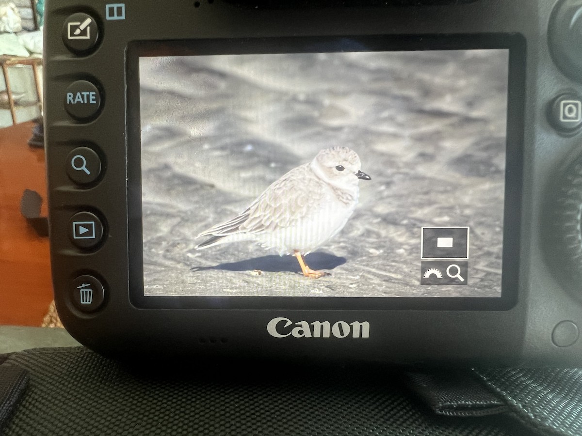 Piping Plover - Steve Rhodes