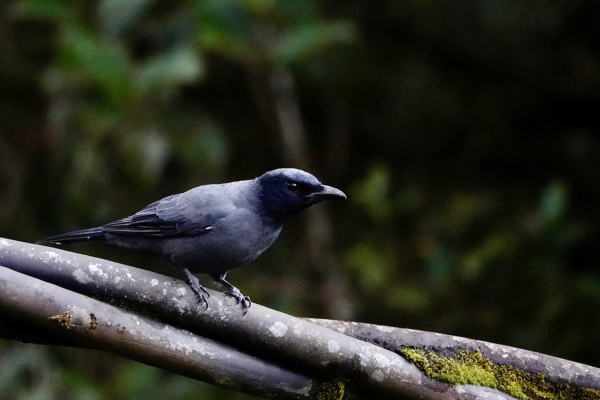 Sunda Cuckooshrike - ML623849870