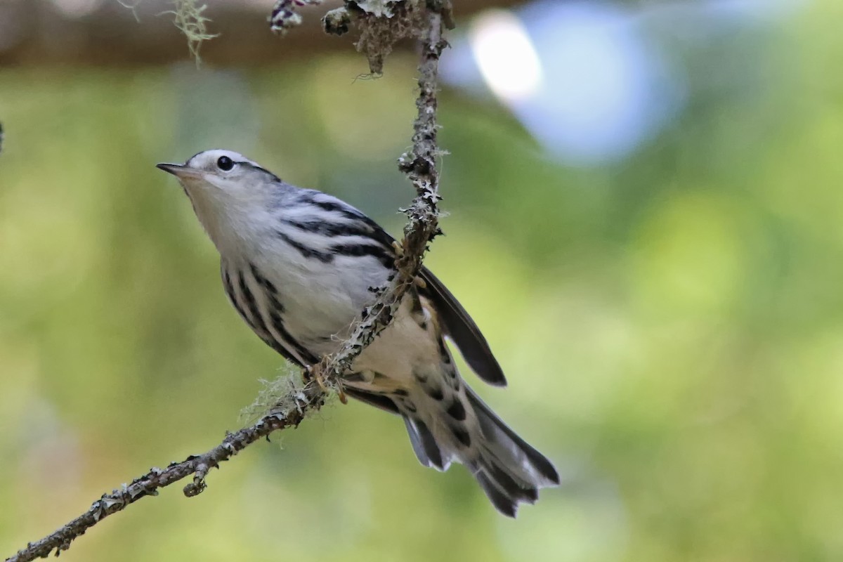 Black-and-white Warbler - ML623849877