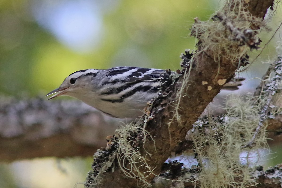 Black-and-white Warbler - ML623849878