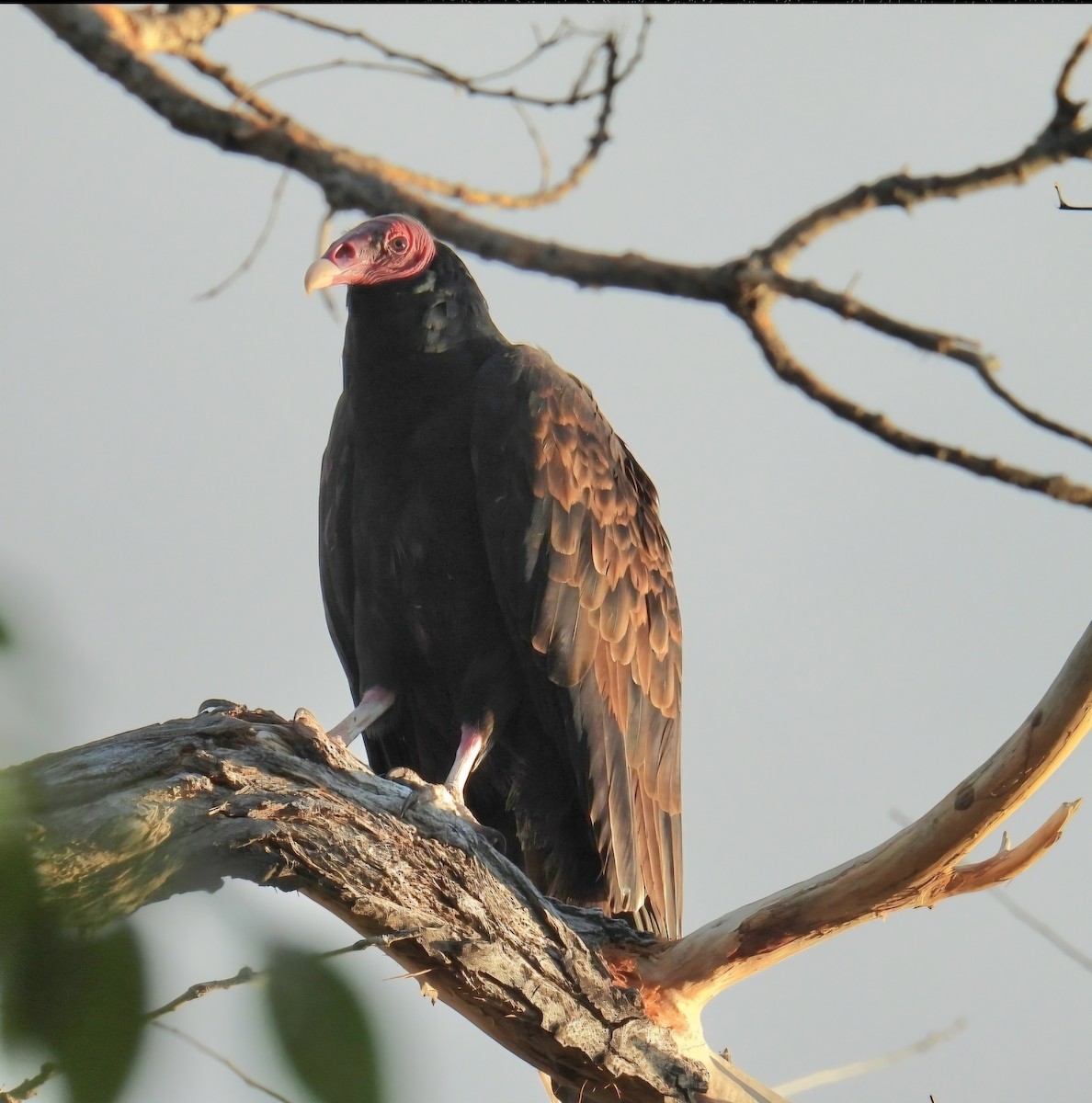 Turkey Vulture - ML623849886