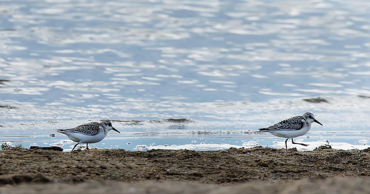 Sanderling - ML623849888