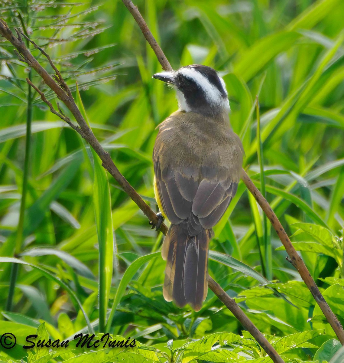 Great Kiskadee - ML623849891