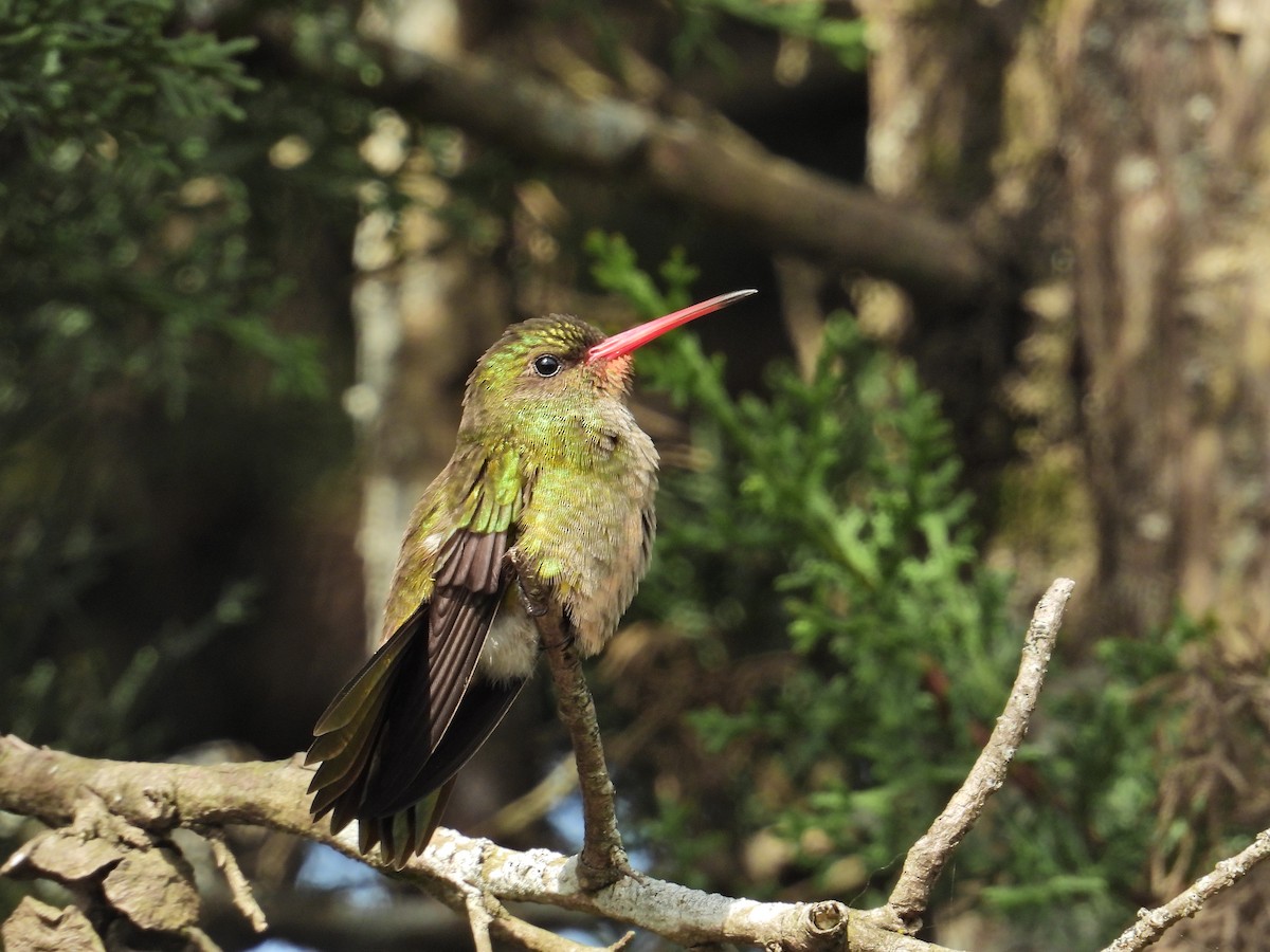 gyllenkolibri - ML623849897