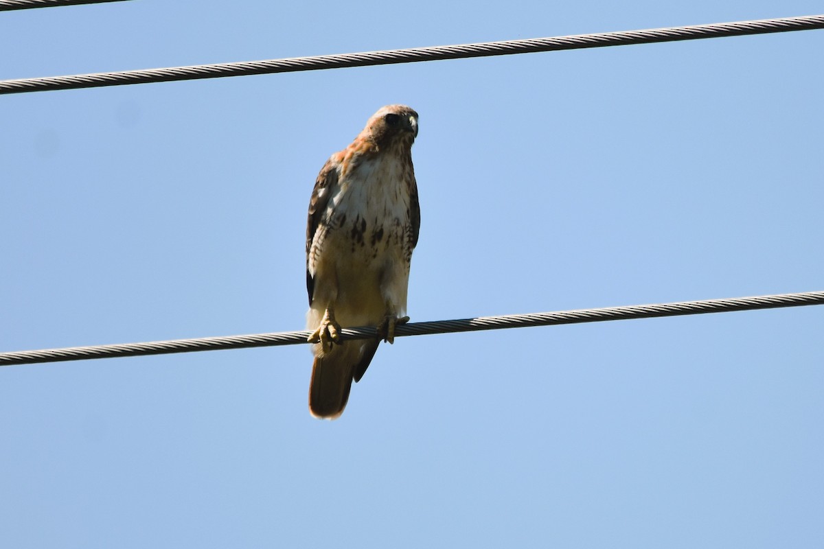 Red-tailed Hawk (borealis) - ML623849899