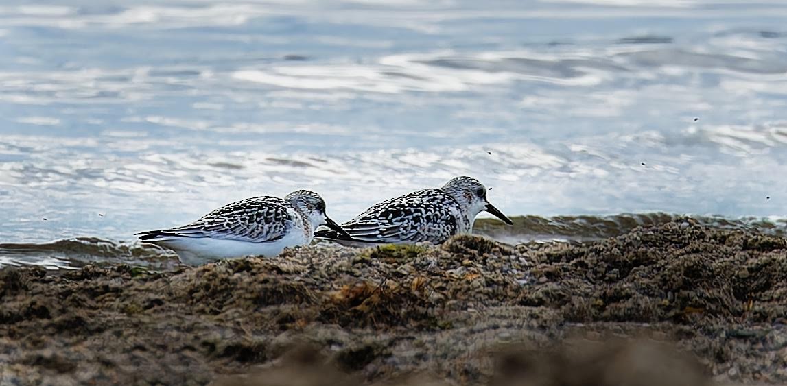 Sanderling - ML623849901