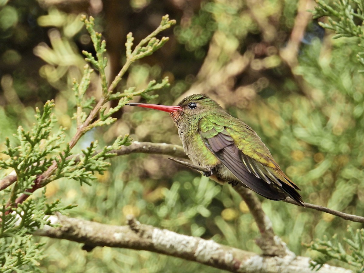 Gilded Hummingbird - ML623849902