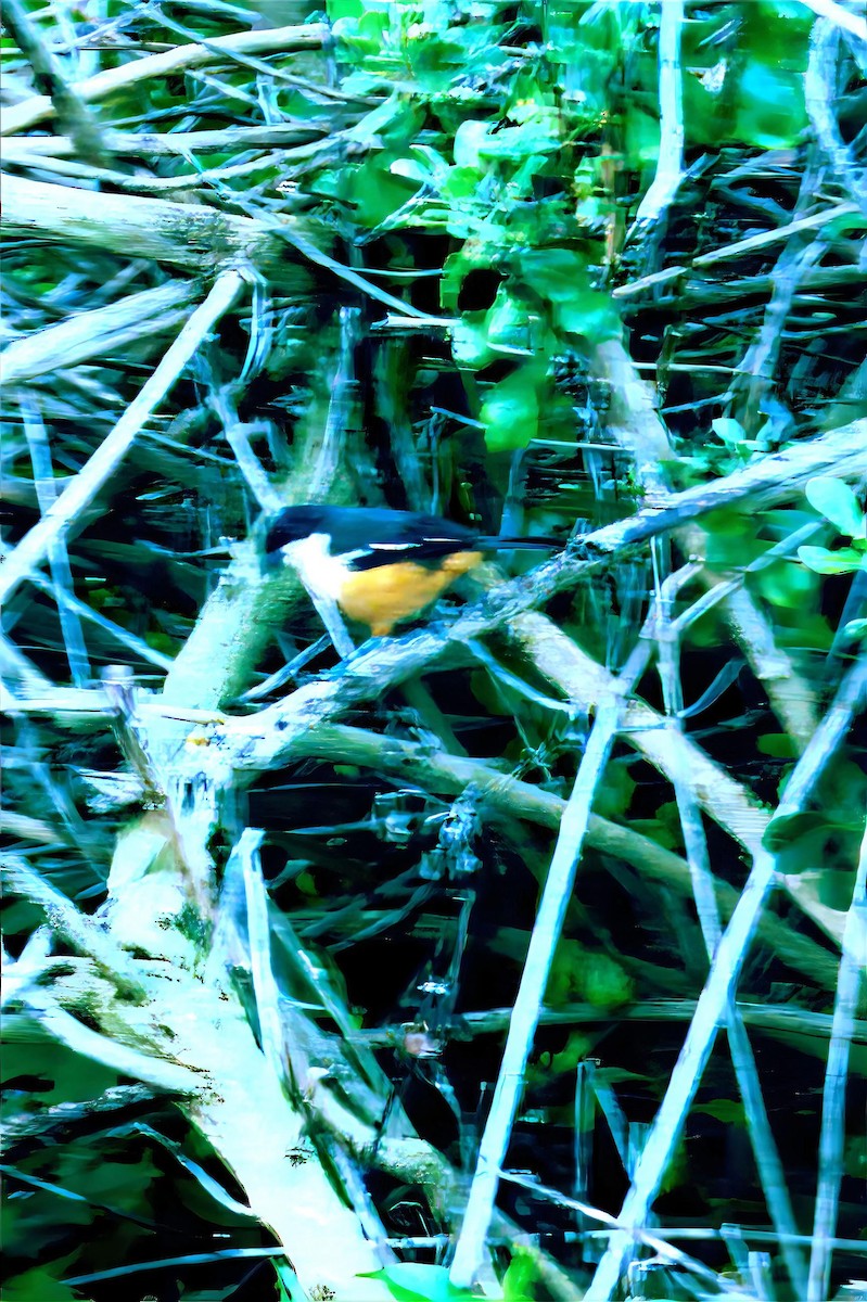 Southern Boubou - ML623849913