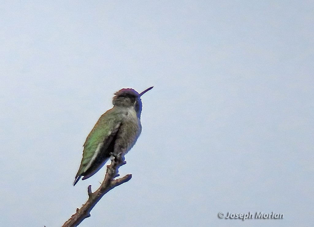 Colibrí de Anna - ML623849914