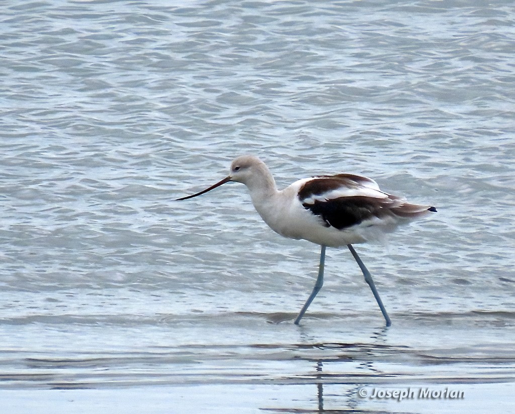 Avoceta Americana - ML623849917