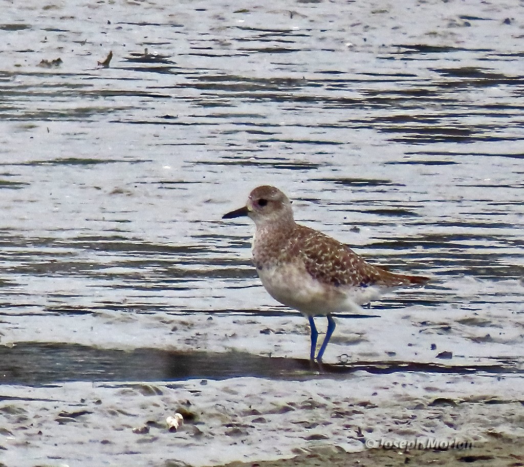 Black-bellied Plover - Joseph Morlan