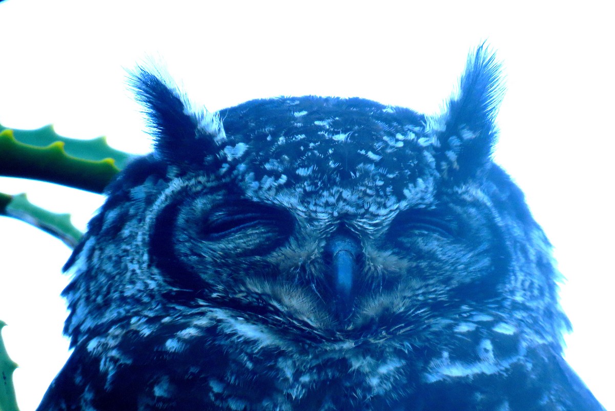 Spotted Eagle-Owl - ML623849927