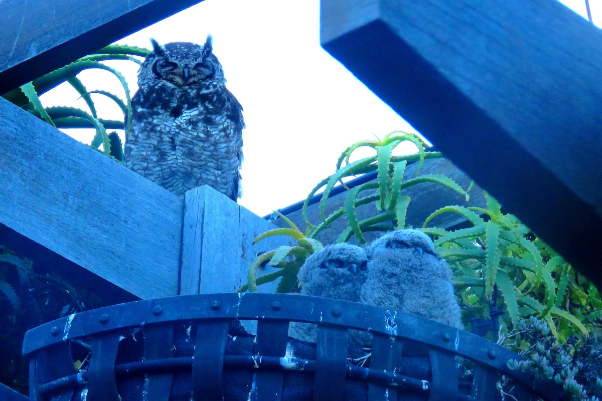 Spotted Eagle-Owl - ML623849928