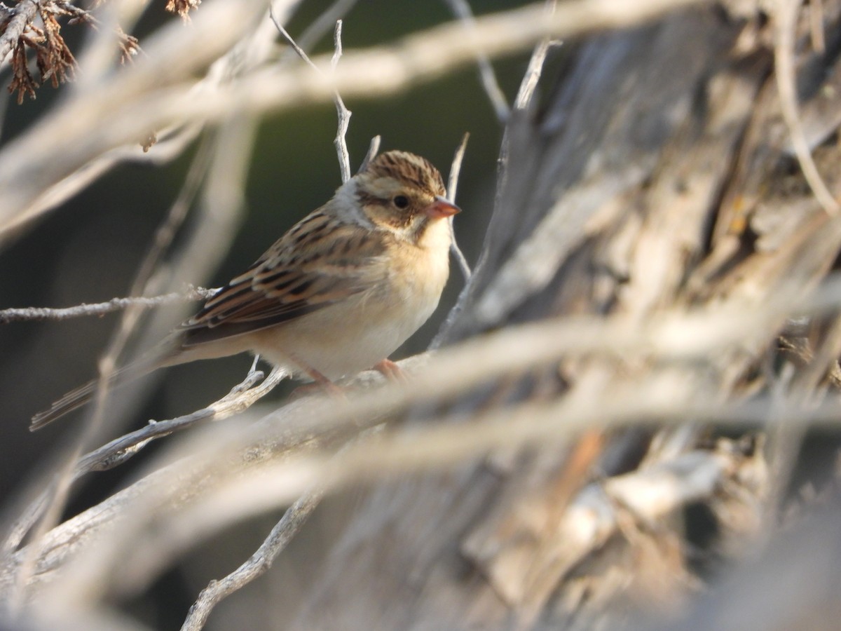 Clay-colored Sparrow - ML623849932