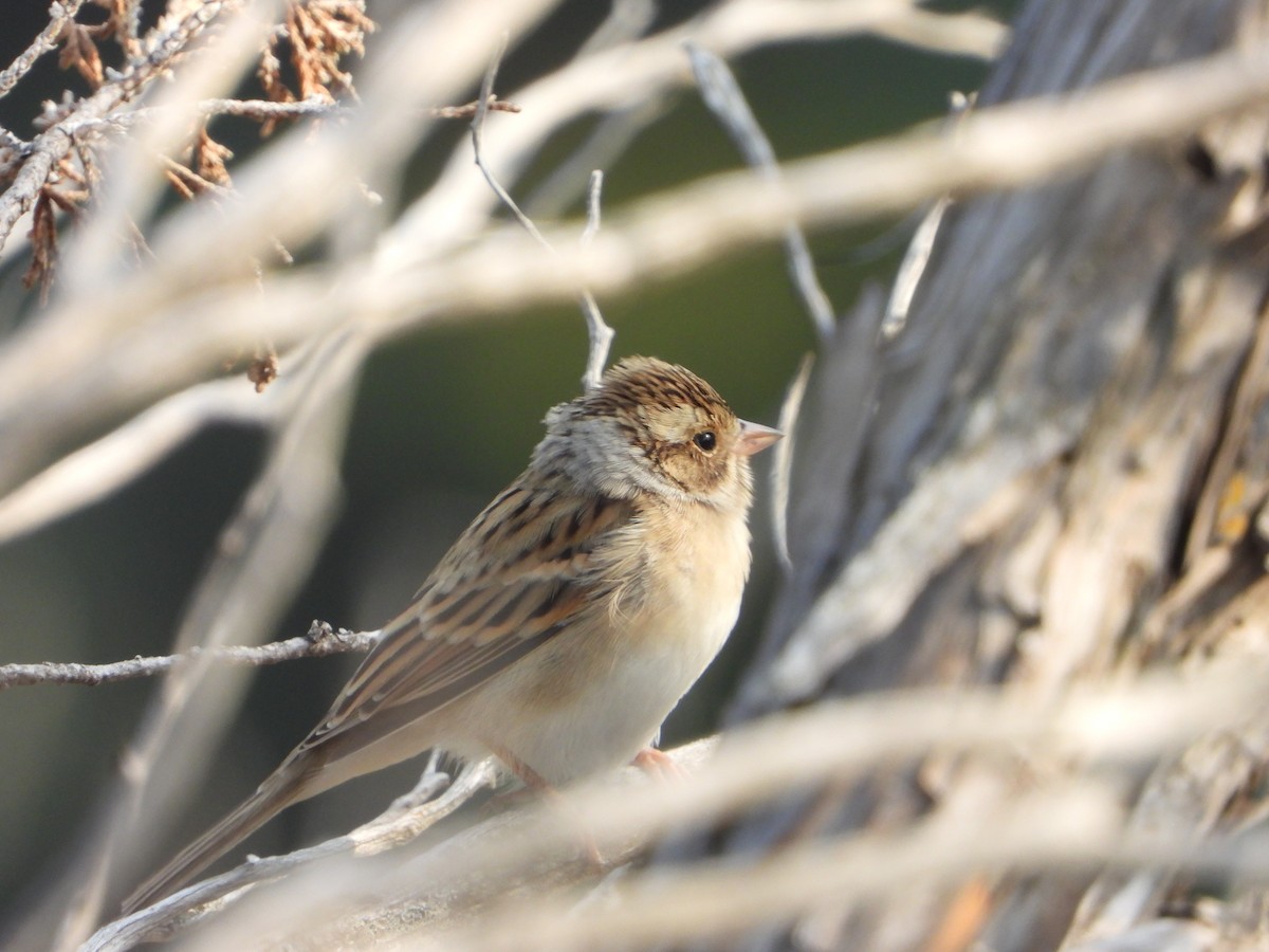 Clay-colored Sparrow - ML623849933