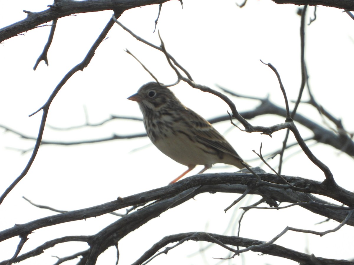 Vesper Sparrow - ML623849938