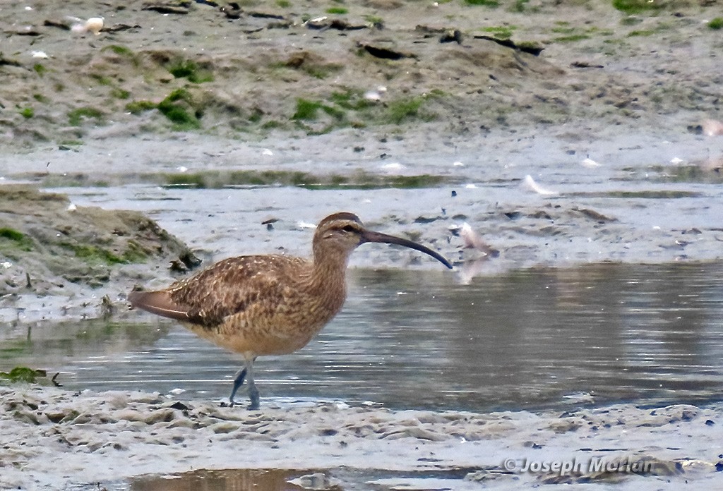 Regenbrachvogel - ML623849941