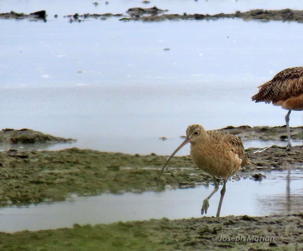 Rostbrachvogel - ML623849946