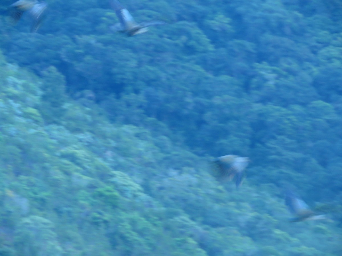 pigeon/dove sp. - ML623849948