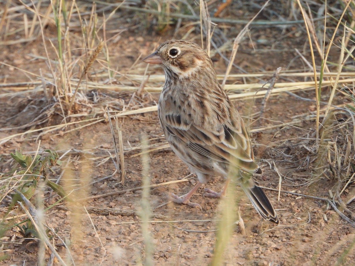 Vesper Sparrow - ML623849953