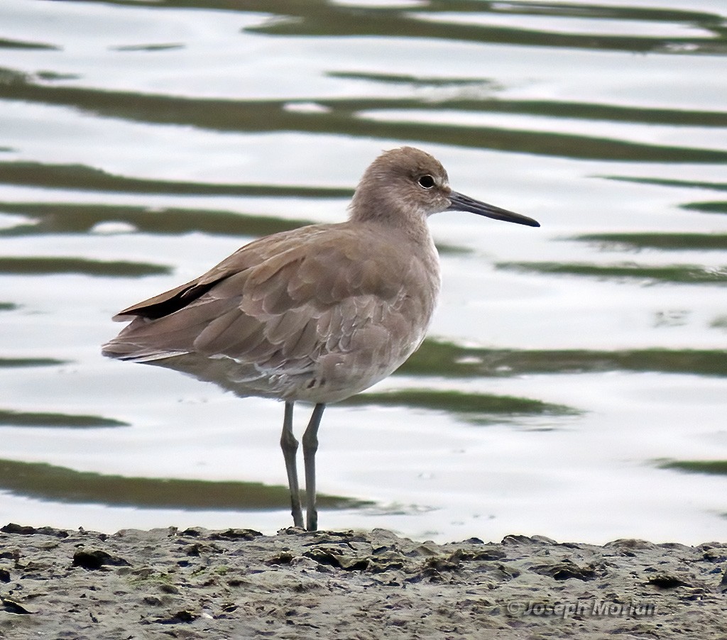 Willet (Western) - ML623849959