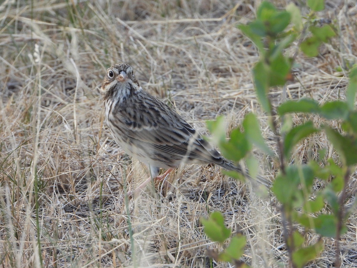 Vesper Sparrow - ML623849960