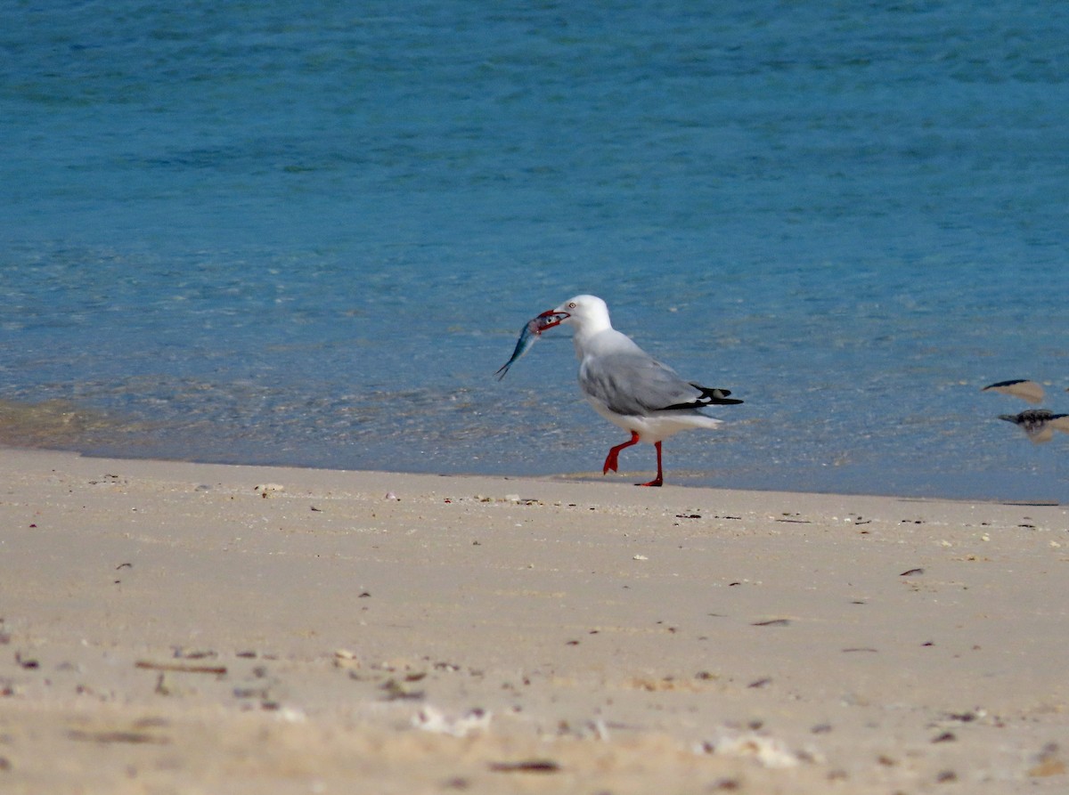 Silver Gull - ML623849973