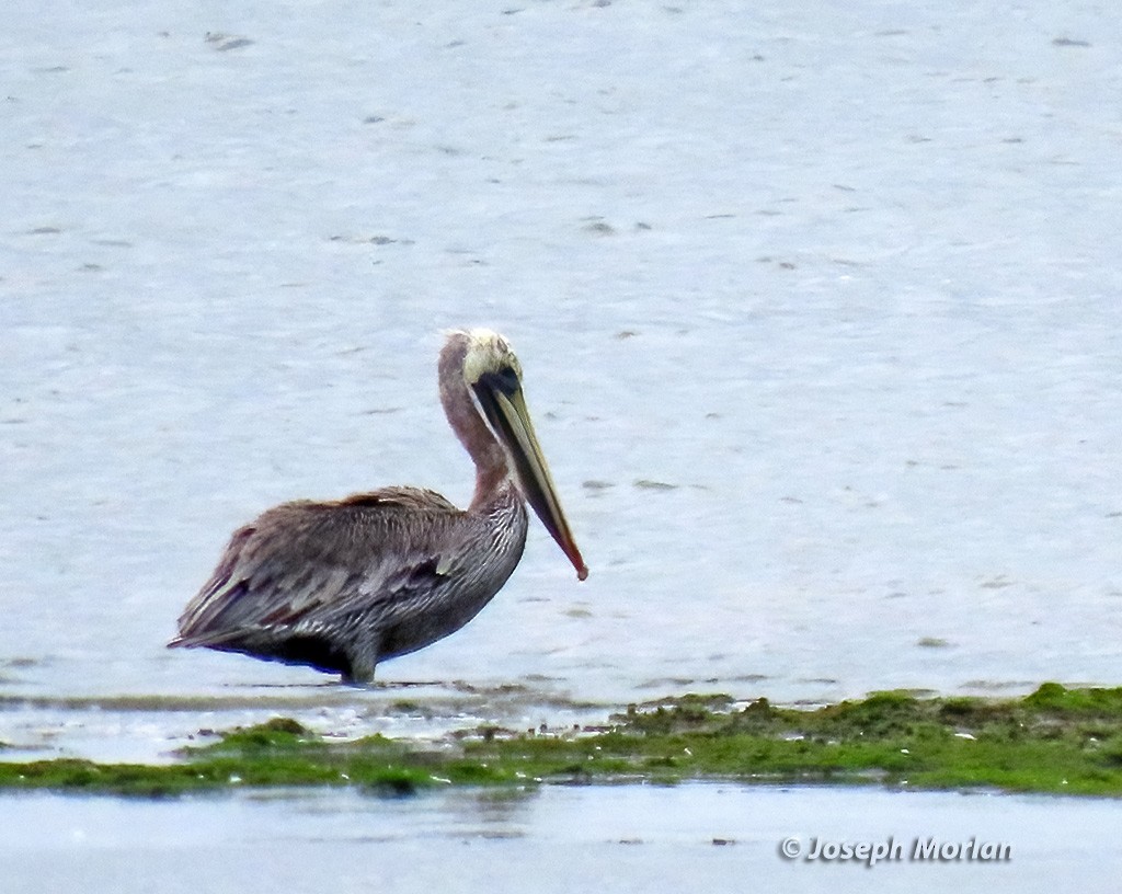 Brown Pelican - ML623849978