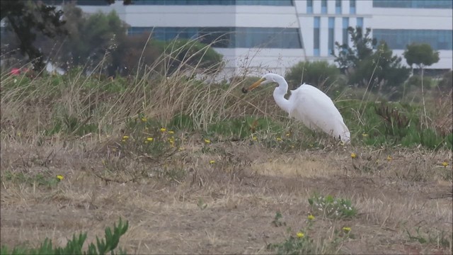 Great Egret - ML623849984