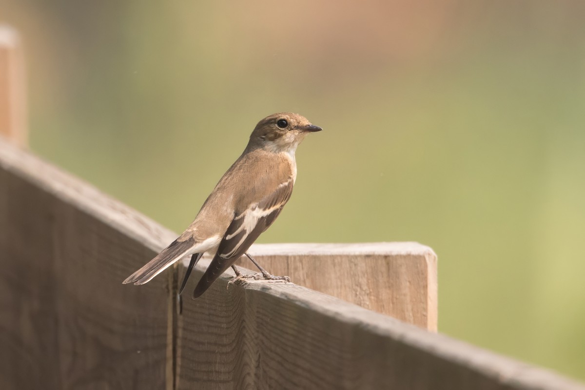 European Pied Flycatcher - ML623849993